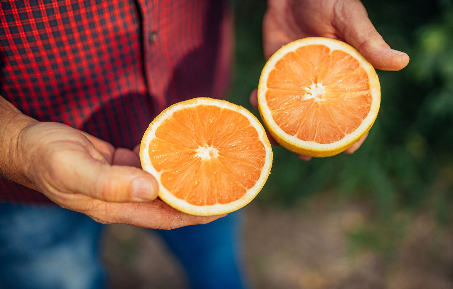 Grapefruit sliced